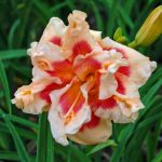 Hemerocallis Forty Second Street -livrarea din martie 2026 - imagine 2