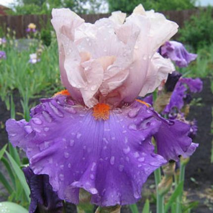 Iris HOT GOSSIP