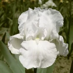 Iris Immortality
