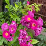 Trandafir Purple Siluetta®