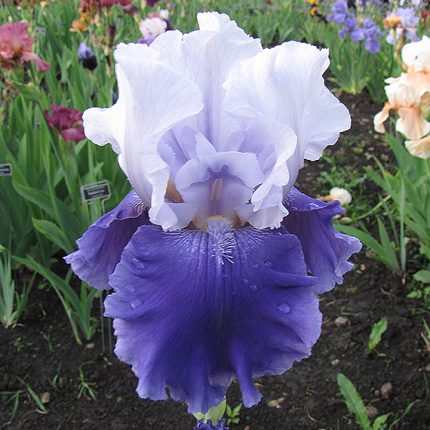 Iris SIERRA GRANDE