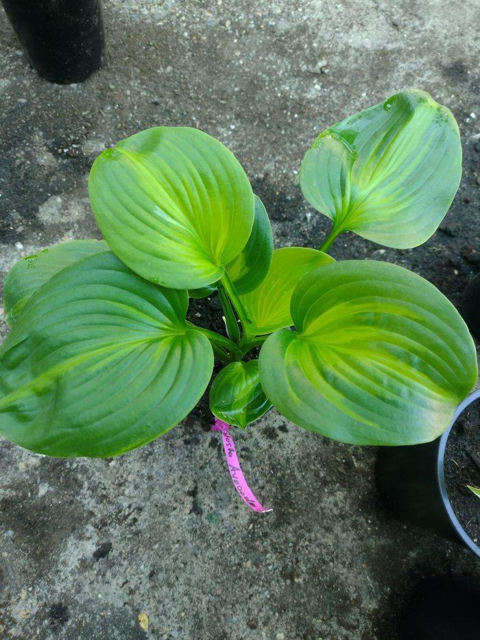 Hosta 'Avocado' - imagine 2