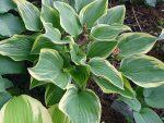 Hosta 'Angel Feathers'