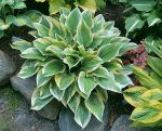 Hosta 'Angel Feathers'