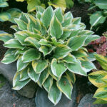 Hosta 'Angel Feathers'