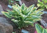 Hosta 'Angel Feathers'