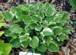 Hosta 'Baby Booties'