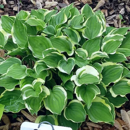Hosta 'Baby Booties'