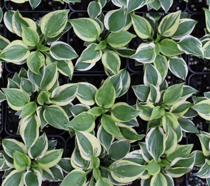 Hosta 'Baby Booties'-pitica - imagine 2