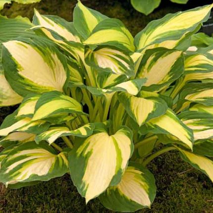 Hosta 'Color Festival'