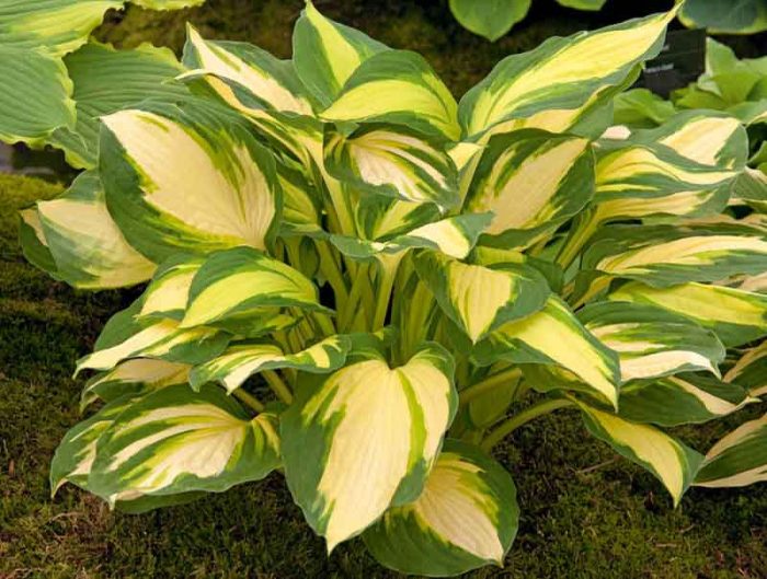 Hosta 'Color Festival'