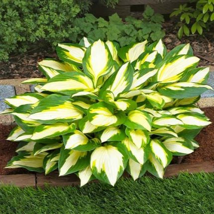 Hosta 'Color Festival'