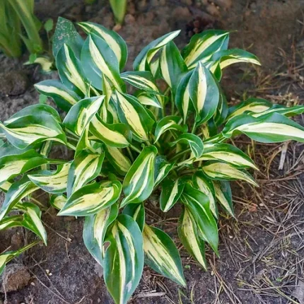 Hosta 'Dixie Chickadee'