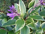 Hosta' Dragon Warrior'