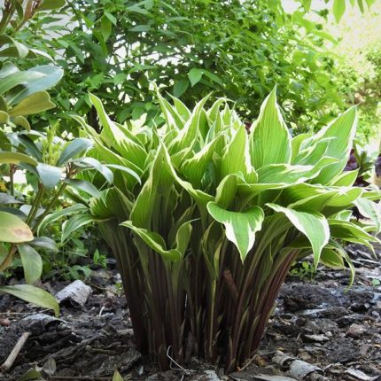 Hosta' Dragon Warrior'