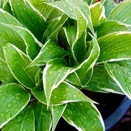 Hosta' Dragon Warrior'