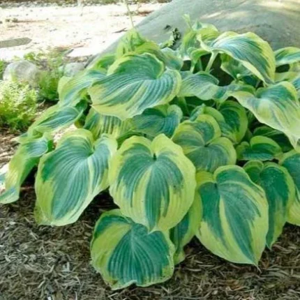Hosta 'Earth Angel'