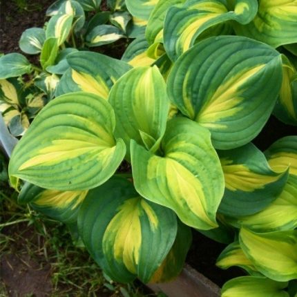 Hosta 'Emerald Charger'
