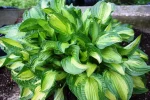 Hosta "Emerald Necklace'