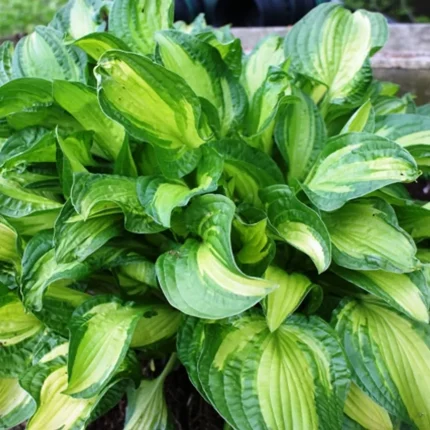 Hosta "Emerald Necklace'