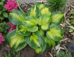 Hosta 'Enchiladas'