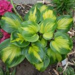 Hosta 'Enchiladas'