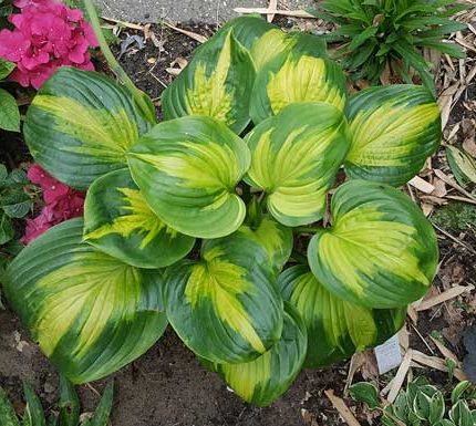 Hosta 'Enchiladas'