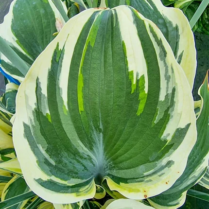 Hosta 'Hi-Class'