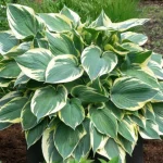 Hosta 'Hi-Class'