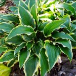 Hosta 'Lakeside Hoola Hoop'
