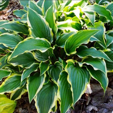 Hosta 'Lakeside Hoola Hoop'