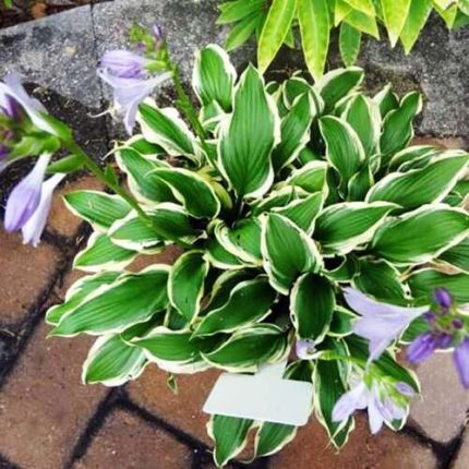 Hosta 'Lakeside Hoola Hoop