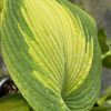 Hosta 'Margie's Angel'