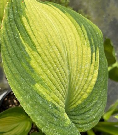 Hosta 'Margie's Angel'