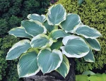 Hosta 'Orion's Belt - imagine 2