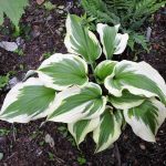 Hosta 'Silk Road'