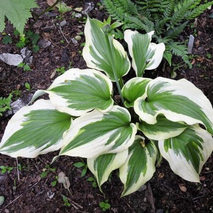 Hosta 'Silk Road'