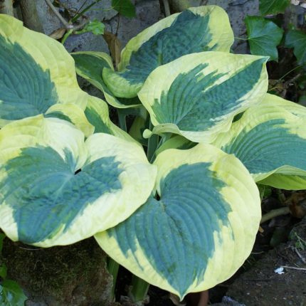 Hosta ‘Summer in Georgia