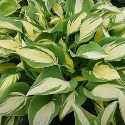 Hosta 'Tongue of Flame'