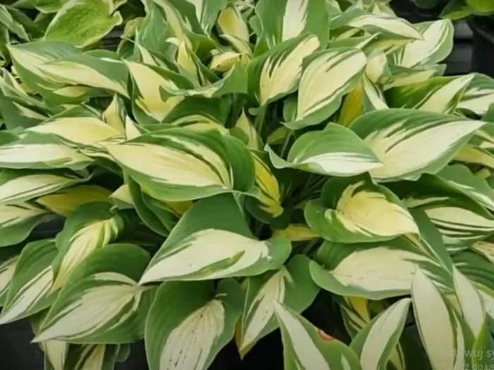 Hosta 'Tongue of Flame'