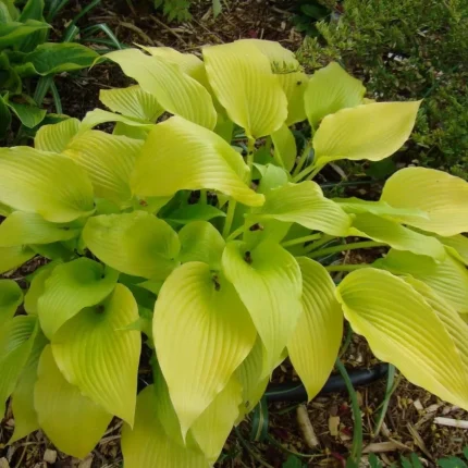 Hosta ‘Sunny Halcyon