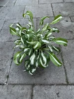 Hosta ‘Twisted Spearmint’