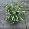 Hosta ‘Twisted Spearmint’