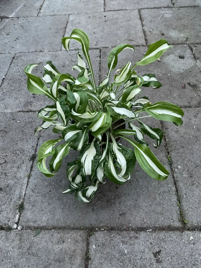 Hosta ‘Twisted Spearmint’
