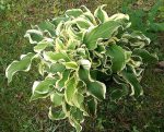 Hosta 'Let's Twist Again'
