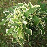 Hosta 'Let's Twist Again'