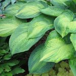 Hosta 'Margie's Angel'