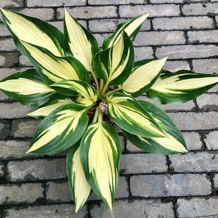 Hosta 'Tongue of Flame'