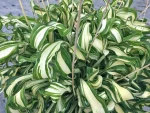 Hosta ‘Twisted Spearmint’