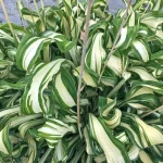 Hosta ‘Twisted Spearmint’